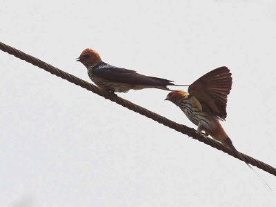 Lesser Striped Swallow, Kakum NP, Ghana
