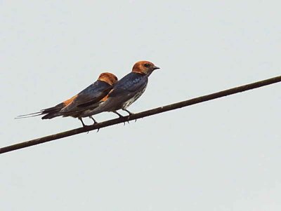 Lesser Striped Swallow, Kakum NP, Ghana