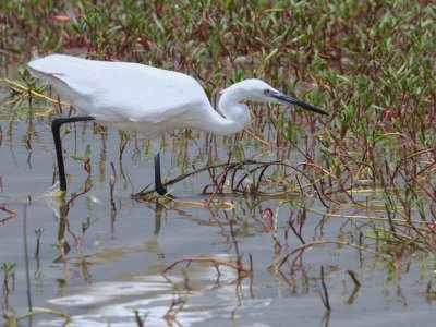 Little Egret, Winneba Lagoon, Ghana