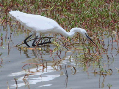 Little Egret, Winneba Lagoon, Ghana