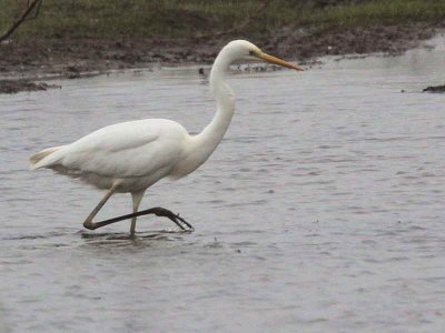Great White Egret, South Gilmourton Pool, Clyde