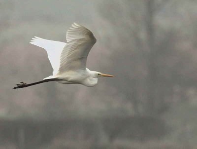 Great White Egret, South Gilmourton Pool, Clyde