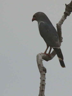 Lizzard Buzzard, Mole NP, Ghana