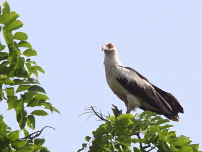 Palm-nut Vulture, Mole NP, Ghana