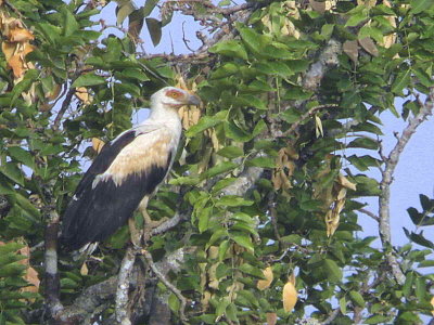 Palm-nut Vulture, Mole NP, Ghana