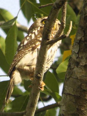 Pearl-spotted Owlet, Mole NP, Ghana