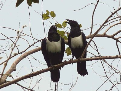 Pied Crow, Kakum NP, Ghana