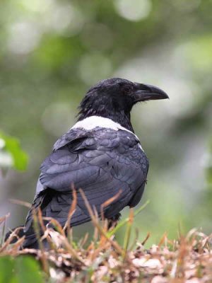 Pied Crow, Kakum NP, Ghana