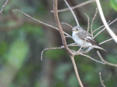 Pied Flycatcher, Mole NP, Ghana