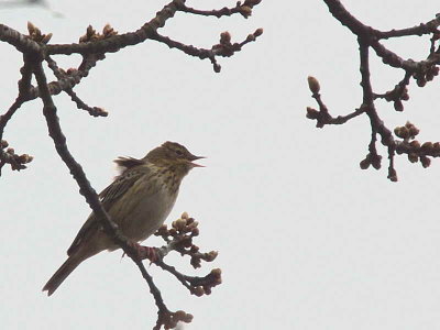 Tree Pipit, Bishop Loch LNR, Glasgow