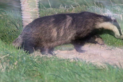 Badger, Fife