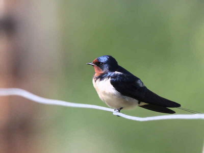 Barn Swallow, Kingsbarns, Fife