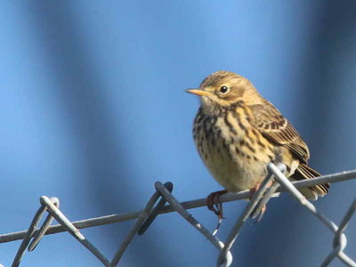 Meadow Pipit, Fife Ness, Fife