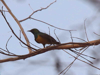 Pygmy Sunbird, Mole NP, Ghana