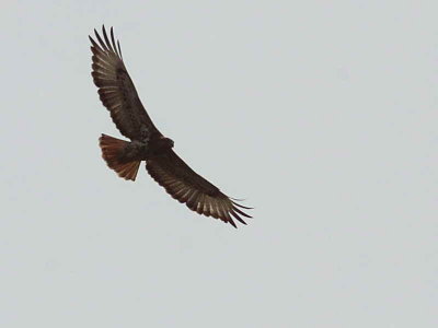 Red-necked Buzzard, Shai Hills Reserve, Ghana