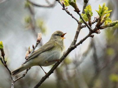 Willow Warbler, Ross Wood-Loch Lomond, Clyde