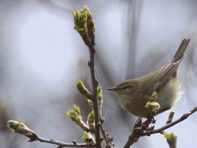 Willow Warbler, Ross Wood-Loch Lomond, Clyde