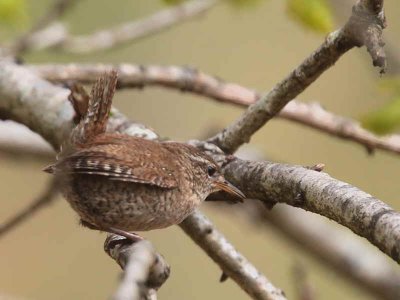 Wren, Ross Wood-Loch Lomond, Clyde