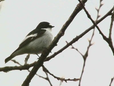 Pied Flycatcher, Ross Wood-Loch Lomond, Clyde