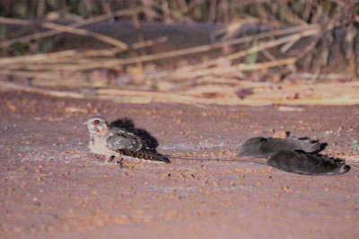 Standard-winged Nightjar, Mole NP, Ghana