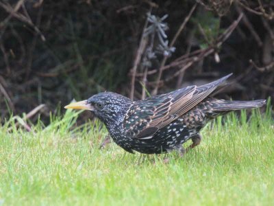 Starling, Glasgow, Clyde