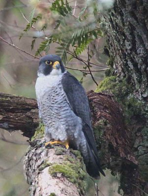 Peregrine, Falls of Clyde SWT Reserve