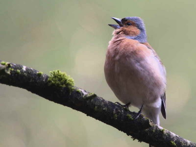 Chaffinch, Falls of Clyde SWT Reserve