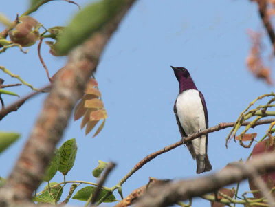 Violet-backed (or Plum-coloured) Starling, Mole NP, Ghana