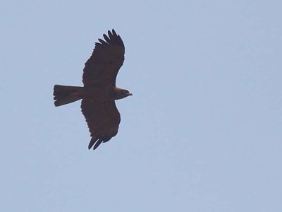 Whalberg's Eagle, Mole NP, Ghana