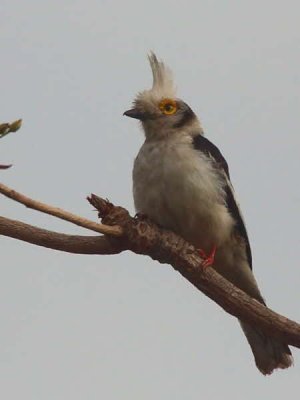 White Helmet-shrike, Mole NP, Ghana