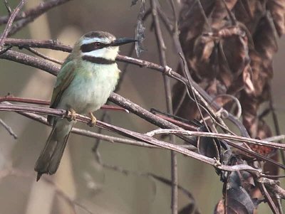 White-throated Bee-eater, Winneba Plains, Ghana