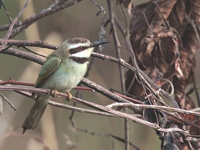 White-throated Bee-eater, Winneba Plains, Ghana