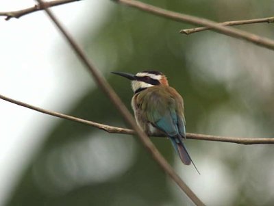 White-throated Bee-eater, Atewa Hills, Ghana