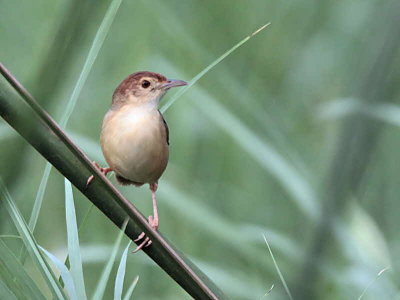 Winding Cisticola, Tono Dam, Ghana