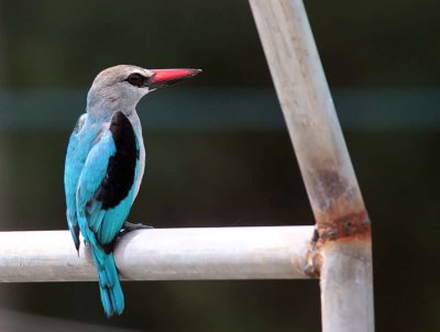 Woodland Kingfisher, Hans Cottage, Ghana