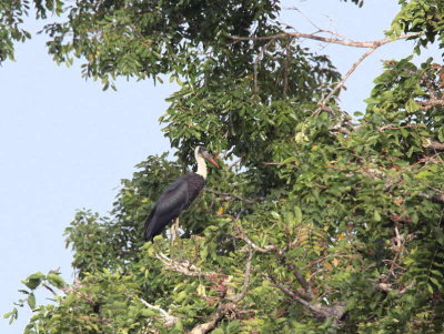 Wooly-necked Stork, Mole NP, Ghana