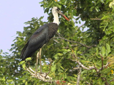 Wooly-necked Stork, Mole NP, Ghana