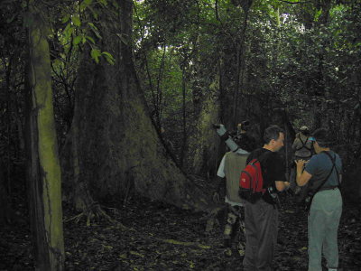 Forest path at Bobiri Reserve, Ghana