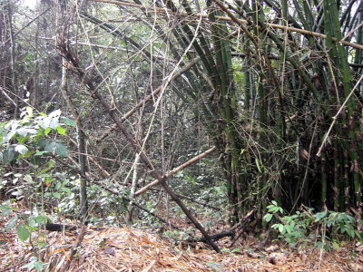 Bamboo clump, Bobiri Reserve, Ghana