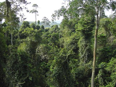 Forest view from the Canopy Walkway, Kakum NP, Ghana
