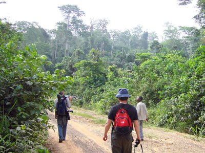 Trail in Aboabo area of Kakum NP, Ghana