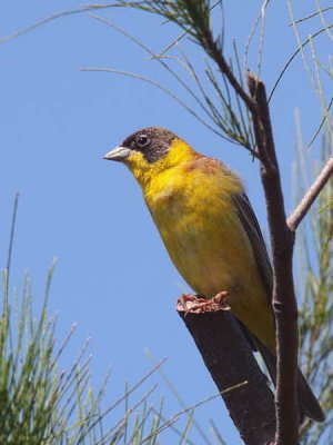 Black-headed Bunting, Dalyan, Turkey