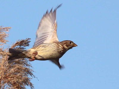 Corn Bunting, Dalyan, Turkey