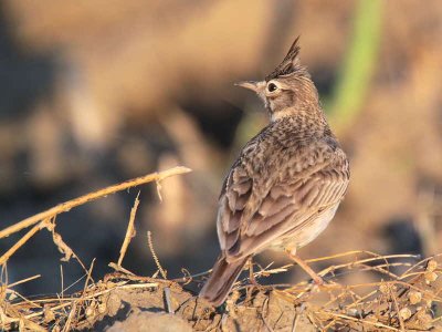 Crested Lark, Dalyan, Turkey