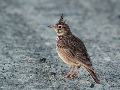 Crested Lark, Dalyan, Turkey