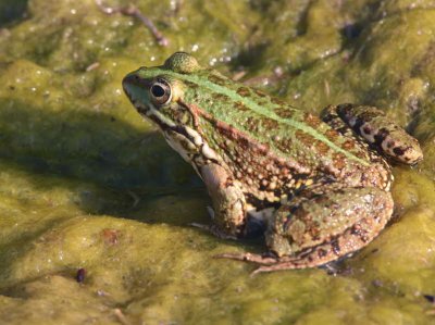 Frog sp, Dalyan, Turkey