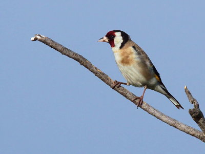 Goldfinch, Dalyan, Turkey