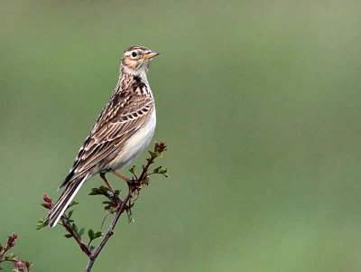 Skylark, Bishop Loch-Glasgow, Clyde