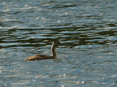 Great Crested Grebe, Lindores Loch, Fife