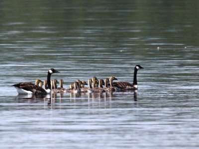 Canada Geese, Loch Lomond NNR, Clyde
